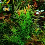 pogostemon stellus بوجستيمون ستيلوس