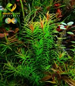 pogostemon stellus بوجستيمون ستيلوس