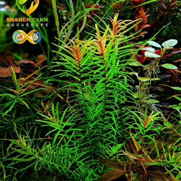 pogostemon stellus بوجستيمون ستيلوس