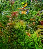 ⁦pogostemon stellus بوجستيمون ستيلوس⁩ - الصورة ⁦4⁩