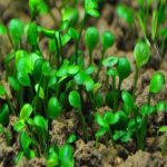 Marsilea hirsuta مارسليا هيرسوتا كاربت