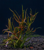⁦ludwigia arcuata لودجيا اركواتا⁩ - الصورة ⁦2⁩