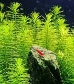 ⁦pogostemon stellus بوجستيمون ستيلوس⁩ - الصورة ⁦5⁩