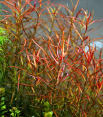 ⁦ludwigia arcuata لودجيا اركواتا⁩ - الصورة ⁦3⁩