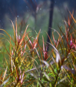 ⁦ludwigia arcuata لودجيا اركواتا⁩ - الصورة ⁦4⁩