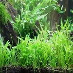 lilaeopsis novae carpet ليلايوبلس نوفا كاربت
