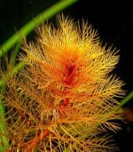 myriophyllum Mattogrossense ميروفليوم ماتوجروسيز احمر