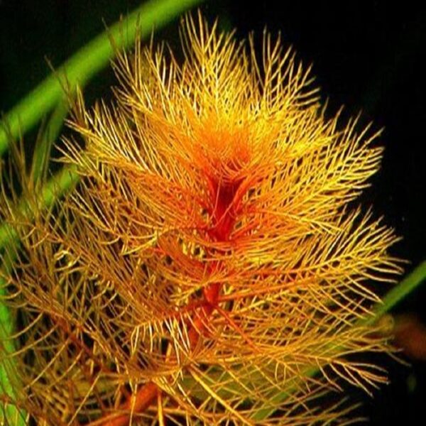 myriophyllum Mattogrossense ميروفليوم ماتوجروسيز احمر