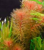 ⁦myriophyllum Mattogrossense ميروفليوم ماتوجروسيز احمر⁩ - الصورة ⁦2⁩
