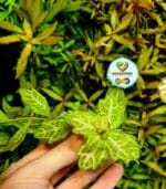 Shinnersia rivularis 'Weiss-Grün' شينيرسيا