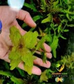 Shinnersia rivularis 'Weiss-Grün' شينيرسيا - الصورة 5