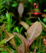 hygrophila sp. brown هجروفيليا براون