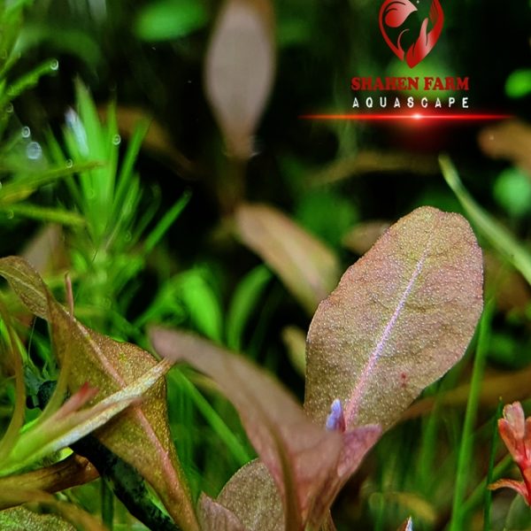 hygrophila sp. brown هجروفيليا براون