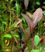 hygrophila sp. brown هجروفيليا براون - الصورة 3