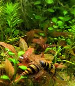 hygrophila sp. brown هجروفيليا براون - الصورة 4