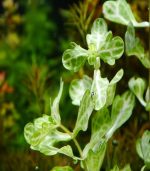 Shinnersia rivularis 'Weiss-Grün' شينيرسيا - الصورة 4