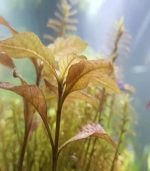 hygrophila sp. brown هجروفيليا براون - الصورة 5