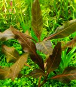 hygrophila sp. brown هجروفيليا براون - الصورة 6