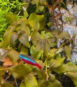 hygrophila sp. brown هجروفيليا براون - الصورة 7