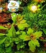 Shinnersia rivularis 'Weiss-Grün' شينيرسيا - الصورة 7