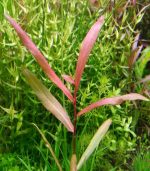persicaria sp. 'sao paulo' برسيكاريا ساو باولو - الصورة 11