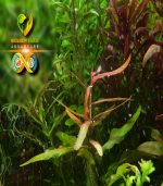 persicaria sp. 'sao paulo' برسيكاريا ساو باولو - الصورة 2