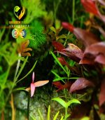 persicaria sp. 'sao paulo' برسيكاريا ساو باولو - الصورة 3