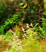 persicaria sp. 'sao paulo' برسيكاريا ساو باولو - الصورة 4