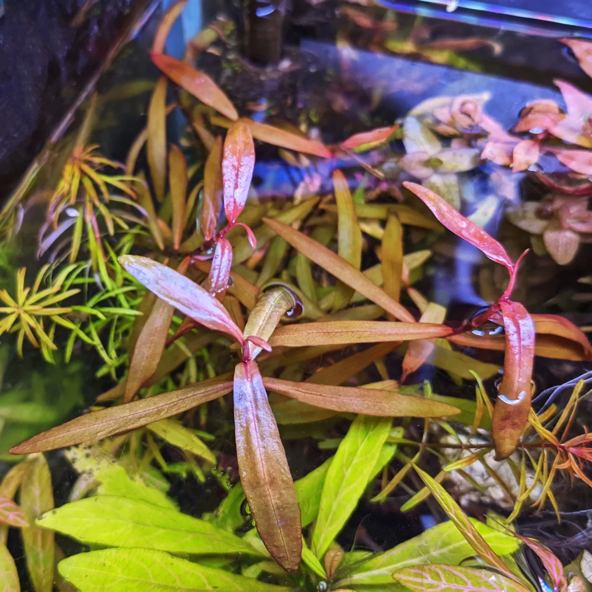 PolygonumSaoPaolo_5 persicaria sp. 'sao paulo' برسيكاريا ساو باولو - الصورة 6