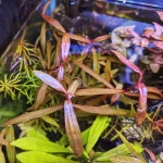 persicaria sp. 'sao paulo' برسيكاريا ساو باولو - الصورة 6