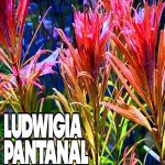 ludwigia inclinata pantanal (cupa) لودجيا انكلينتا بانتينال