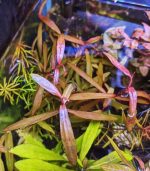 persicaria sp. 'sao paulo' برسيكاريا ساو باولو - الصورة 8