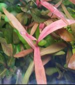 persicaria sp. 'sao paulo' برسيكاريا ساو باولو - الصورة 9