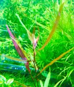 persicaria sp. 'sao paulo' برسيكاريا ساو باولو - الصورة 10