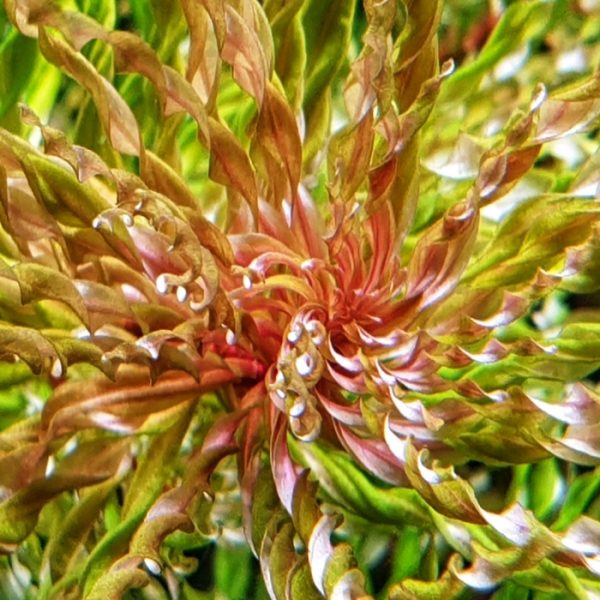 inclinata twister tornado (curly ) انكلينتا تويستر تورنيدو