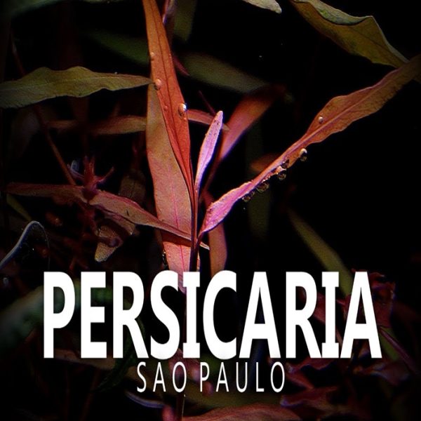persicaria sp. 'sao paulo' برسيكاريا ساو باولو