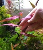 persicaria sp. 'sao paulo' برسيكاريا ساو باولو - الصورة 5