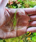 ⁦Najas guadalupensis Guppy grass جابى جراس⁩ - الصورة ⁦7⁩