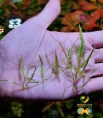 ⁦Najas guadalupensis Guppy grass جابى جراس⁩ - الصورة ⁦2⁩