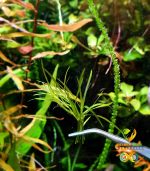 ⁦Najas guadalupensis Guppy grass جابى جراس⁩ - الصورة ⁦4⁩