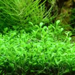 Glossostigma elatinoides جلوستيجما كاربت