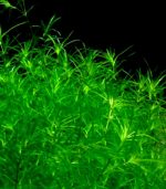 ⁦Najas guadalupensis Guppy grass جابى جراس⁩ - الصورة ⁦5⁩
