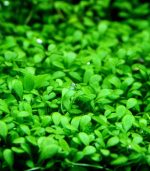 Glossostigma elatinoides جلوستيجما كاربت - الصورة 3