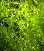 ⁦Najas guadalupensis Guppy grass جابى جراس⁩ - الصورة ⁦3⁩