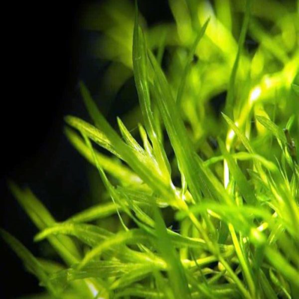 Najas guadalupensis Guppy grass جابى جراس