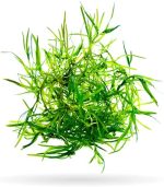 ⁦Najas guadalupensis Guppy grass جابى جراس⁩ - الصورة ⁦8⁩