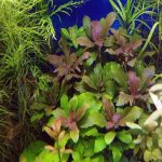 Hygrophila triflora هيجروفيليا تريفوليا
