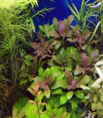 Hygrophila triflora هيجروفيليا تريفوليا