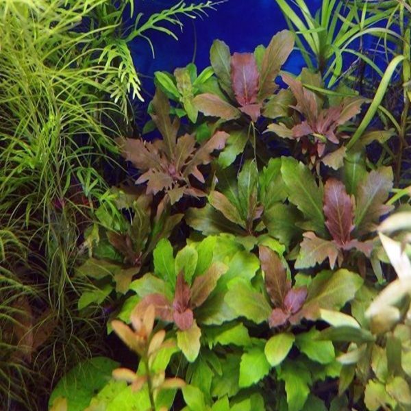 Hygrophila triflora هيجروفيليا تريفوليا