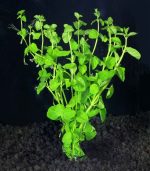 clinopodium cf brownei كلينوبوديوم براون - الصورة 2